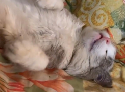 Жутко смешной сон кота вызвал нецензурную реакцию в Воронеже