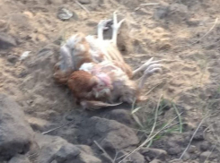 Куриное кладбище на свалке записал на видео житель Воронежской области