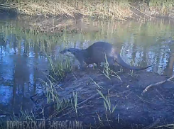 Редкая красавица-выдра пофлиртовала на видео в Воронеже