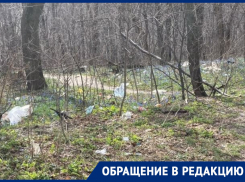 Березовая роща в Воронеже по весне зацвела мусорными пакетами 