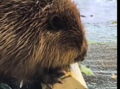 Чилловые посиделки бобров попали на видео в Воронеже