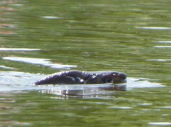 Загадочное существо попало на фото на воронежском водохранилище