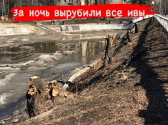 Ивы срубили у Лебединого озера в Воронеже 