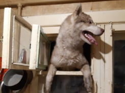 Перепуганная грозой собака ломилась через форточку в дом воронежцев