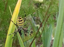 Ядовитого паука-осу заметили под Воронежем