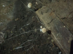 «Дети дышат этой вонью»: фекальный террор одолел жителей многоэтажки в Воронеже