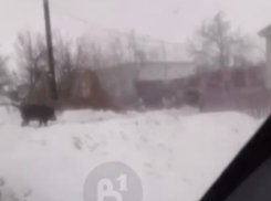 «Делового» кабанчика, гуляющего по улице, засняли на видео в Воронежской области