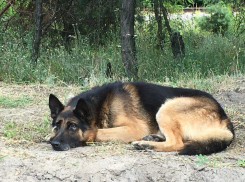 В Воронеже живодеры накормили овчарку Ахилла мясом с гвоздями