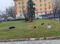  Псы-бунтари встречают приезжающих в Воронеж 