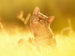 Ощущение лета подарит воронежцам рабочая неделя