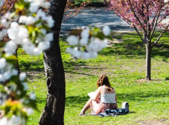 Синоптики рассказали, каким будет май в Воронеже 