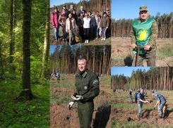 В Воронеже во время субботника 300 человек восстановили лес после пожаров 2010 года
