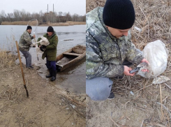 Чудесное спасение замерзающего лебедя произошло на юге Воронежской области