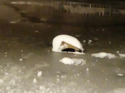 В Воронеже утонувший в пруду домик для уточки сняли на видео