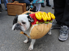 Управление культуры Воронежа согласовало с организаторами парад собак на день города