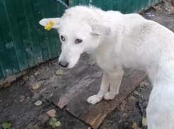 В Воронеже «спортсмен» кинул кирпич в собаку на улице