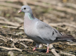 О первых признаках весны рассказали в Воронежском заповеднике