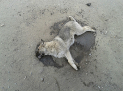 Больше 20 собак убиты в одном микрорайоне