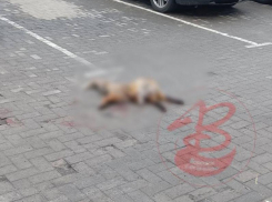 Труп лисы шокировал жителей Воронежа
