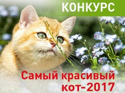 Конкурс «Самый красивый кот-2017» завершается!