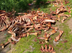 Гору обглоданных костей нашли в живописном месте Воронежа