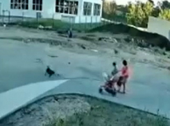 В полиции прокомментировали нападение стаи собак на ребенка в Воронеже