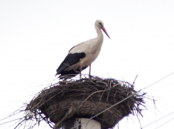 «Ждали, как родственника»: первый аист прилетел с зимовки в райцентр Воронежской области