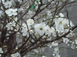 Бесстыдное для зимы потепление уже на пути в Воронеж 