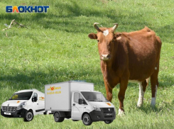 Корова, банкомат, холодильник, доски: грузоперевозки по Воронежу чего угодно 