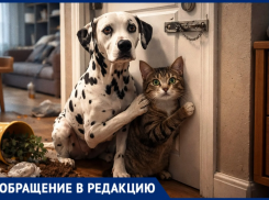 «Сегодня она уже не лает»: собака и кошка неделю заперты в пустой квартире в Воронеже