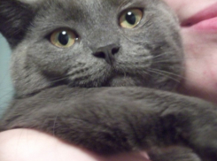 Шестнадцатый участник конкурса Я и мой любимец Ангелина Лынова и ее кошка Ксюша (ФОТО-ИСТОРИЯ)