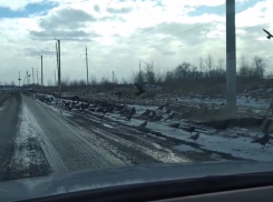  Нашествие ворон сняли под Воронежем 