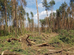 Более 8 млн рублей потратит Воронеж на проект благоустройства Северного леса