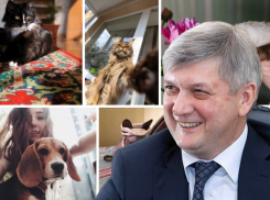  Правительство просит воронежцев присылать фото своих питомцев