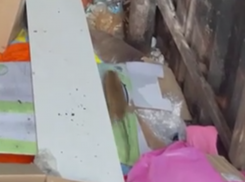 Колония крыс окружила мусорные контейнеры рядом с детской площадкой в Воронеже