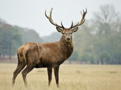 В Воронежской области пройдет ежегодный конгресс по популяции благородного оленя