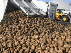 За две недели воронежские аграрии собрали больше свеклы на 2 млн тонн