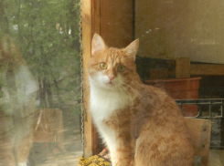 Шестой участник конкурса Марина Гладнева и ее кот Чубась (ФОТО-ИСТОРИЯ)