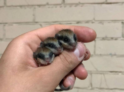 Выживших садовых сонь показали на фото воронежские волонтеры