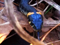 Уж, только что вышедший из спячки, попал на видео в Воронеже