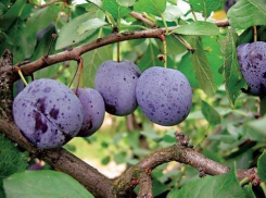 В Воронежской области обнаружили очаг шарки сливы