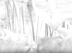 Любовные заигрывания лосей показали в воронежском заповеднике