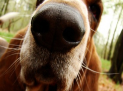 Жители Советского района дождались площадку для выгула собак (ВИДЕО)