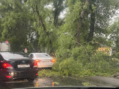 Упавшее от урагана дерево перекрыло дорогу в Воронеже