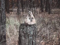 Идти дальше страшно: агрессивный камень заметили в воронежском лесу