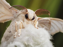 Прекрасные бабочки, которые нанесут огромный ущерб урожаю