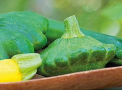 Патиссоны Гриндиск F1 – зеленые НЛО на грядке