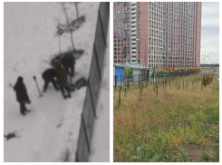 Удручающий вид посаженных зимой деревьев вдоль новой улицы показали воронежцы 