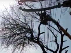 Крайнюю беспечность во время опиливания деревьев проявили рабочие в Воронеже 