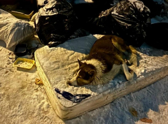 Грустная история из Воронежа обрела счастливый конец